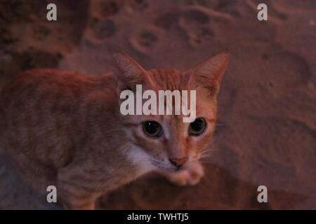 Lo zenzero dello Sri Lanka cat sulla spiaggia Foto Stock