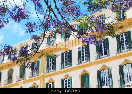 I bellissimi alberi di jacaranda sulla Plaza de la Merced nella città di Malaga sulla Costa del Sol in Spagna, Europa Foto Stock