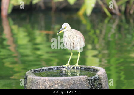 Indian pond heron da uno stagno in Sri Lanka Foto Stock