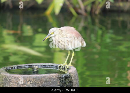 Indian pond heron da uno stagno in Sri Lanka Foto Stock