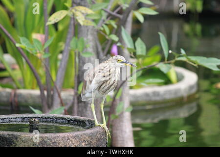 Indian pond heron da uno stagno in Sri Lanka Foto Stock