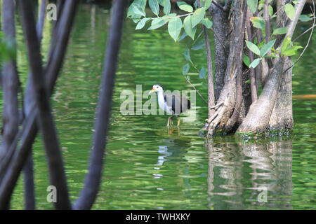 Bianco-breasted waterhen da uno stagno in Sri Lanka Foto Stock