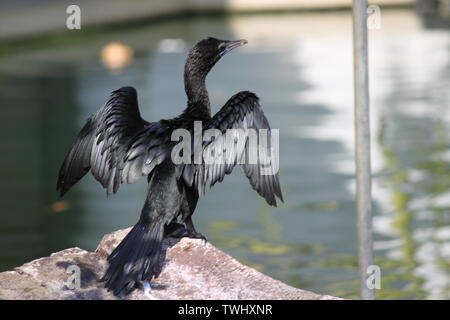 Poco cormorano (Microcarbo niger) da un pool in Sri Lanka Foto Stock