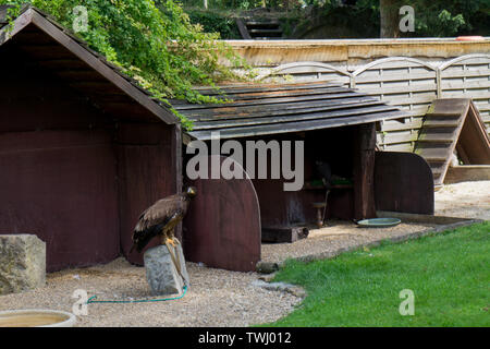 Golden Eagle su una piccola roccia visualizzazione ampia Foto Stock