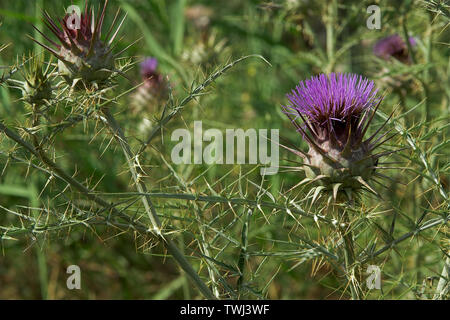 Oset, Ringdisteln, una pianta di prickly in closeup, Eine stachelige Pflanze in Nahaufnahme, chiodi e aghi, chiodi e Nadeln. Macro, zoom Foto Stock