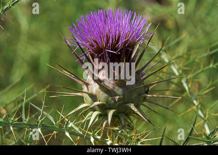 Oset, Ringdisteln, una pianta di prickly in closeup, Eine stachelige Pflanze in Nahaufnahme, chiodi e aghi, chiodi e Nadeln. Macro, zoom Foto Stock