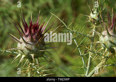 Oset, Ringdisteln, una pianta di prickly in closeup, Eine stachelige Pflanze in Nahaufnahme, chiodi e aghi, chiodi e Nadeln. Macro, zoom Foto Stock