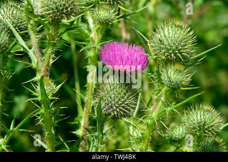 Oset, Ringdisteln, una pianta di prickly in closeup, Eine stachelige Pflanze in Nahaufnahme, chiodi e aghi, chiodi e Nadeln. Macro, zoom Foto Stock