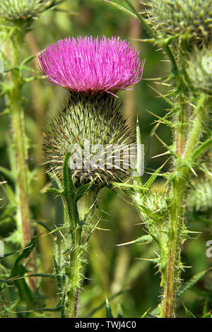 Oset, Ringdisteln, una pianta di prickly in closeup, Eine stachelige Pflanze in Nahaufnahme, chiodi e aghi, chiodi e Nadeln. Macro, zoom Foto Stock