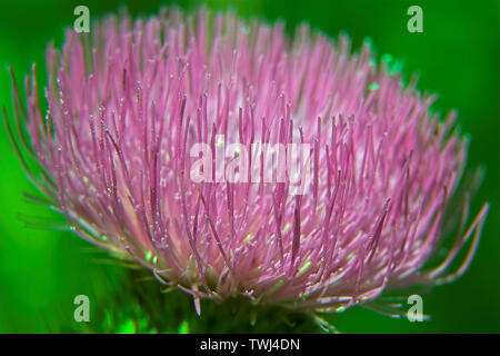 Oset, Ringdisteln, una pianta di prickly in closeup, Eine stachelige Pflanze in Nahaufnahme, chiodi e aghi, chiodi e Nadeln. Macro, zoom Foto Stock