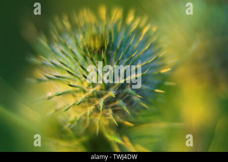 Oset, Ringdisteln, una pianta di prickly in closeup, Eine stachelige Pflanze in Nahaufnahme, chiodi e aghi, chiodi e Nadeln. Macro, zoom Foto Stock