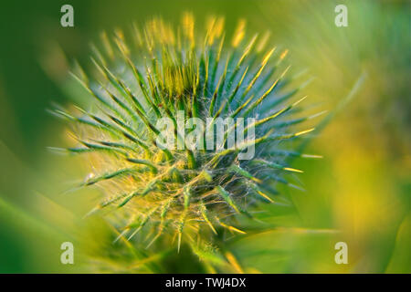 Oset, Ringdisteln, una pianta di prickly in closeup, Eine stachelige Pflanze in Nahaufnahme, chiodi e aghi, chiodi e Nadeln. Macro, zoom Foto Stock