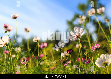 Fiori Gusan sul lato della strada Foto Stock
