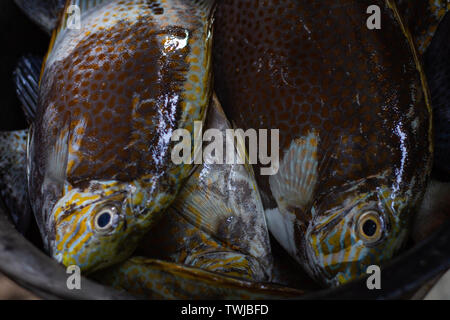 Alcune carni e pesci pappagallo grezzo pescato dai pescatori sono collocati in un secchio di plastica Foto Stock