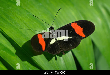 Brush-footed butterfly lo Zoo di Calgary Alberta Canada Foto Stock