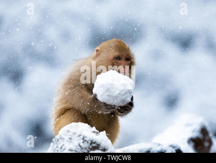 Macaque Taihang in presenza di un notevole manto di neve Foto Stock