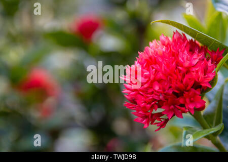 Ixora fiori rosso o spike fiori con foglie di colore verde in un giardino Foto Stock