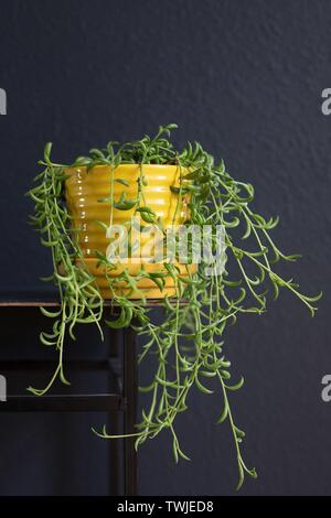 Un Senecio Radicans 'Stringa di banane' impianto. Foto Stock