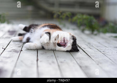 Un esotico persiano Gatto sdraiato sul ponte con la sua bocca aperta Foto Stock