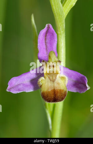 Bicolor Bee Orchid - Ophrys apifera Var. bicolor rara variazione del colore di Bee Orchid Foto Stock