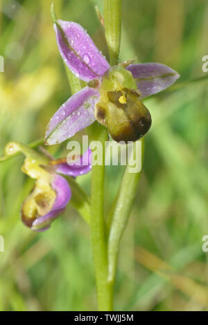 Bicolor Bee Orchid - Ophrys apifera Var. bicolor rara variazione del colore di Bee Orchid con gocce di pioggia Foto Stock