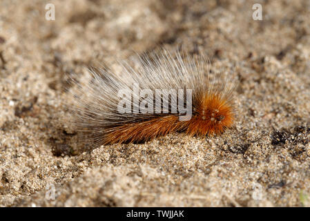 Woolly Bear Caterpillar, Garden Tiger Moth - Arctia caja su sabbia Foto Stock