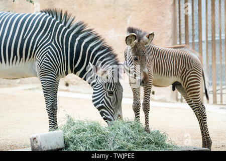 Los Angeles, Stati Uniti d'America. Xx Giugno, 2019. Un bambino maschio zebra (R) accompagnato da sua madre fa il suo debutto alla lo Zoo di Los Angeles in Los Angeles, Stati Uniti, 20 giugno 2019. Credito: Qian Weizhong/Xinhua/Alamy Live News Foto Stock