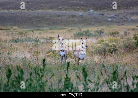 Pronghorn (Antilocapra americana) Foto Stock