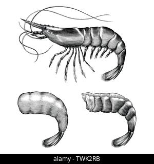 Incisione Antica illustrazione di gamberetti in bianco e nero di clipart isolati su sfondo bianco Illustrazione Vettoriale