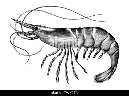 Incisione Antica illustrazione di gamberetti in bianco e nero di clipart isolati su sfondo bianco Illustrazione Vettoriale