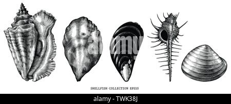 Vintage illustrazione incisione di mollusco comune in bianco e nero di clipart isolati su sfondo bianco Illustrazione Vettoriale