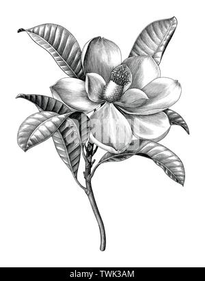 Incisione antica immagine della Magnolia ramoscello di fiori in bianco e nero di botanica clip art isolati su sfondo bianco Illustrazione Vettoriale