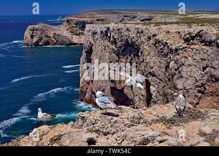 Vista rocciosa costa selvaggia con 4 gabbiani ( Larus michahellis) seduto sulla scogliera Foto Stock