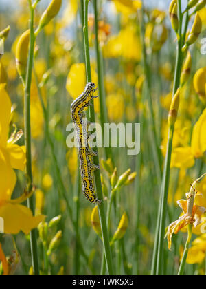 Caterpillar di spettro Apopestes moth. Specie del mediterraneo. Nero, giallo e bianco striato larva nella habitata naturale - sulla genista, ginestra. Foto Stock