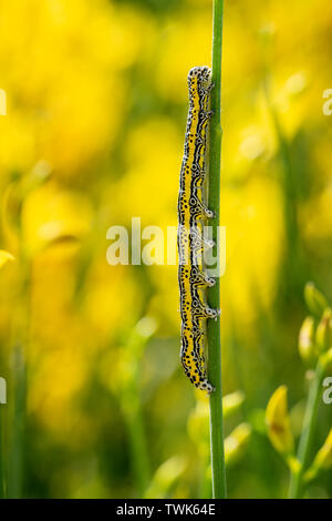 Caterpillar di spettro Apopestes moth. Specie del mediterraneo. Nero, giallo e bianco striato larva nella habitata naturale - sulla genista, ginestra. Foto Stock