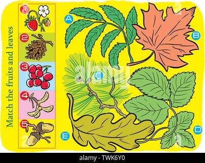 Illustrazione Vettoriale dove è necessario corrispondere correttamente a foglie e frutti di alberi Illustrazione Vettoriale
