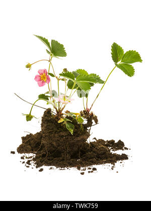 Fragaria x Comagaria rosea, ibridi ornamentali piante di fragola con boccioli rosa in terreno su sfondo bianco Foto Stock