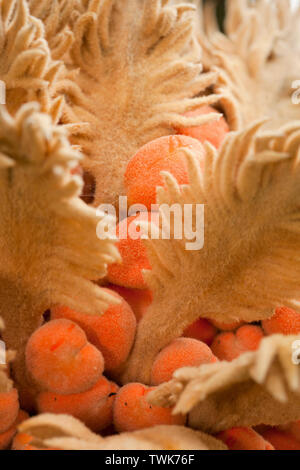 Vista dettagliata del cyca femmina impianto (Cycas revoluta) fotografato nel Parque Terra Nostra, isole Azzorre, Portogallo Foto Stock