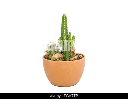 Il verde di piccole serie di cactus in vaso marrone,isolati su sfondo bianco Foto Stock