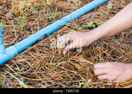 Donne mano tirare fuori erbacce organico sul verde giardino di quercia Foto Stock