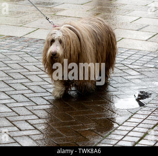 Un wet barbuto Collie cane Foto Stock