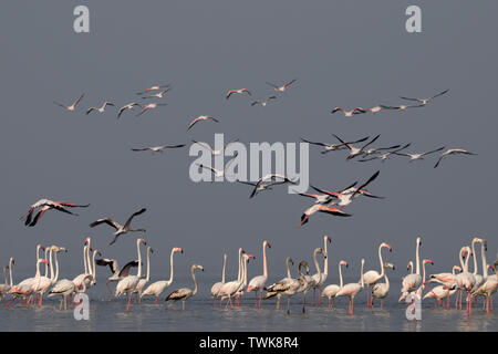 Fenicottero maggiore, Phoenicopterus roseus, Bhigwan di Pune, Maharashtra, India. Foto Stock