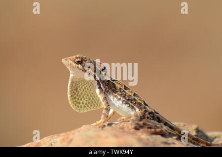 Ventilatore throated lizard, Sitana sp, Satara, Maharashtra, India. Foto Stock