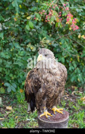 Haliaeetus albicilla, White Tailed Eagle Foto Stock