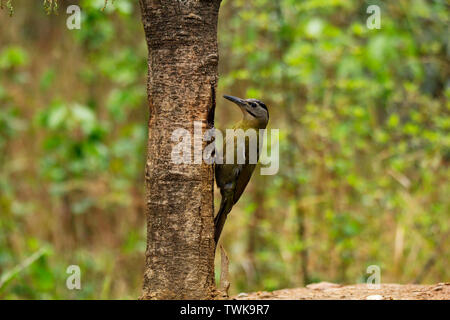 Testa Grigia picchio, femmina, Picus canus, Sattal, Uttarakhand, India. Foto Stock