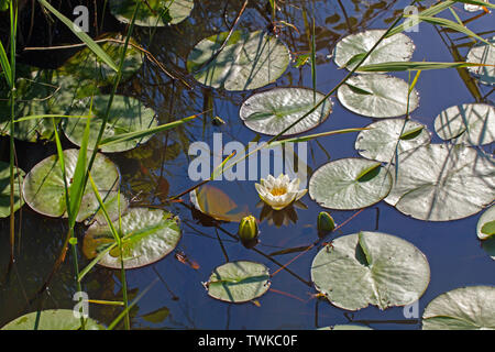 Water-Lily bianca (Nymphaea alba). Nessuna fioritura,​ con foglie galleggianti sulla superficie dell'acqua, supportato da robusti fusti subacquei. Intercommistione con steli Reed (Phragmites sp. ). Foto Stock