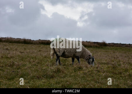 Un pascolo di pecore swaledale su un grigio giorno nuvoloso in Inghilterra. Foto Stock