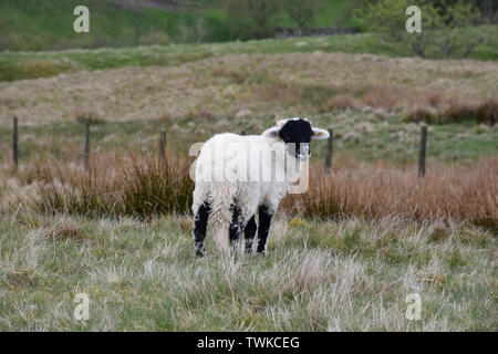 Molto carino il nero di fronte swaledale agnello su mori. Foto Stock