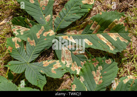 Ippocastano foglie (Aesculus hippocastanum). Collegato a massa. Malate. Leafminer tarma (Cameraria ohridella), larve, Caterpillar, alimentazione, attività, lungo e tra ​veins delle foglie. Superiore Vista laterale. Foto Stock