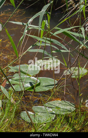 ​White Water-Lily (Nymphaea alba). Nessuna fioritura con foglie galleggianti sulla superficie dell'acqua, supportato da robusti fusti subacquei. Intercommistione con steli Reed (Phragmites sp. ). Foto Stock